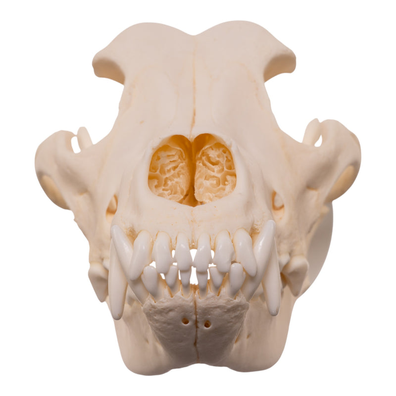 Real Domestic Dog - Husky Skull