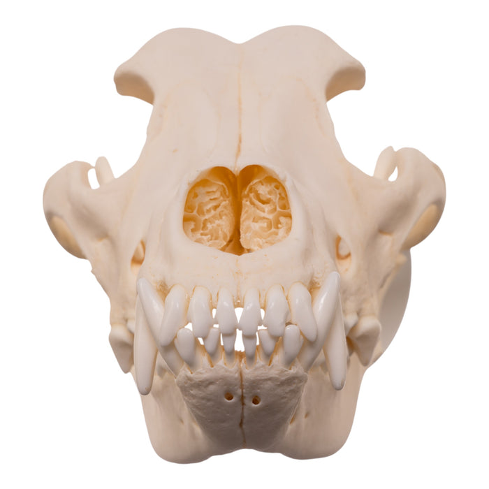 Real Domestic Dog - Husky Skull