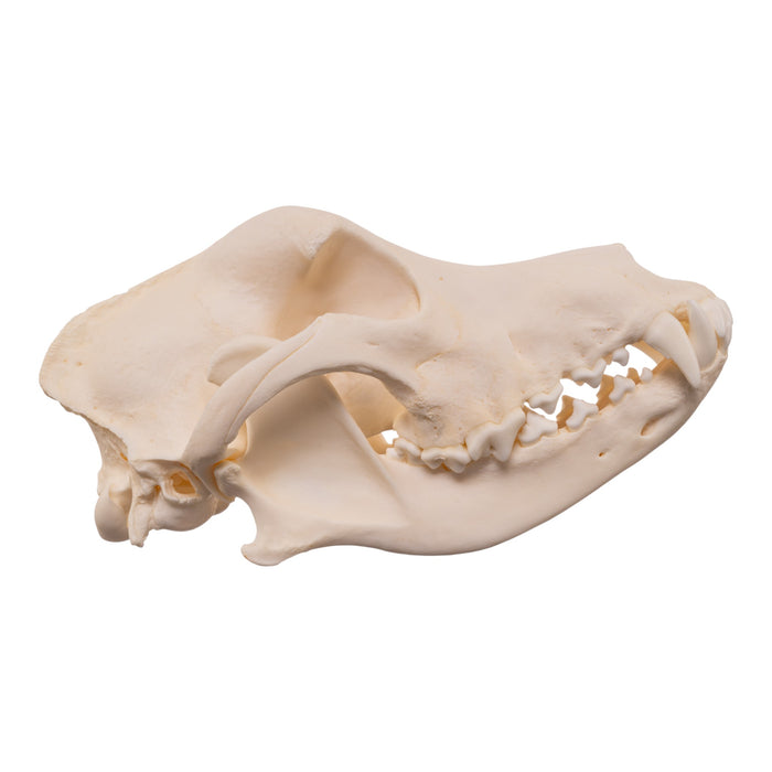 Real Domestic Dog - Husky Skull