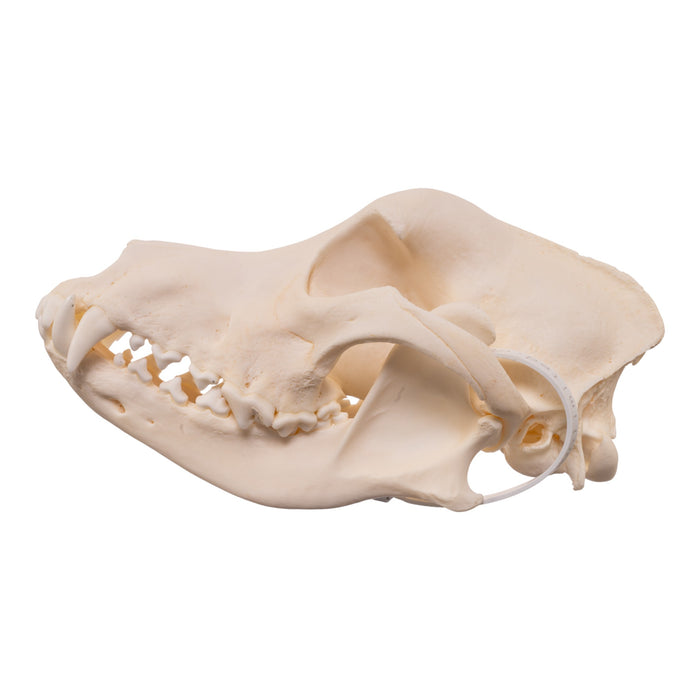 Real Domestic Dog - Husky Skull