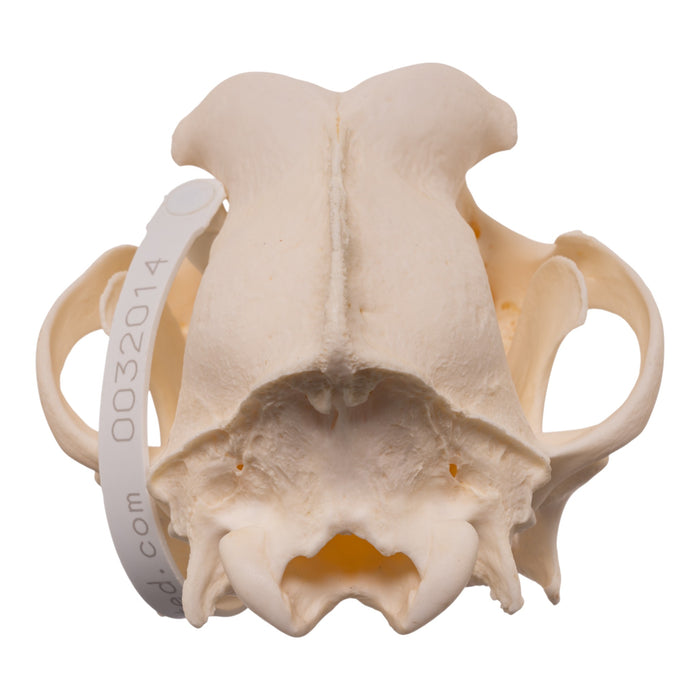 Real Domestic Dog - Husky Skull