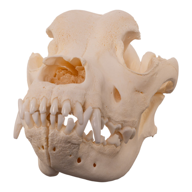 Real Domestic Dog - Saint Bernard Skull