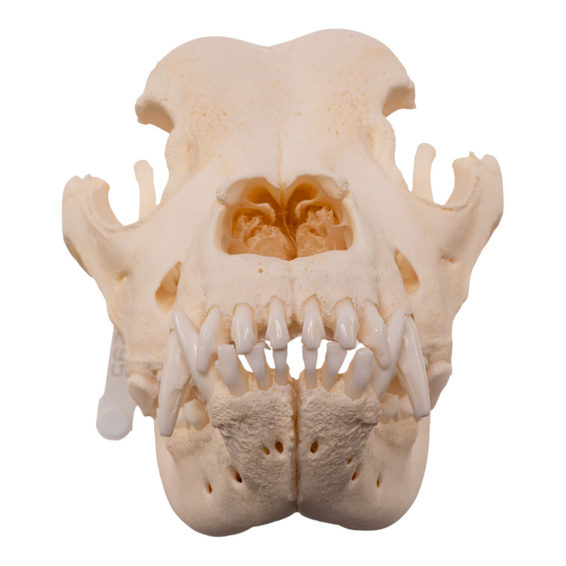 Real Domestic Dog - Saint Bernard Skull