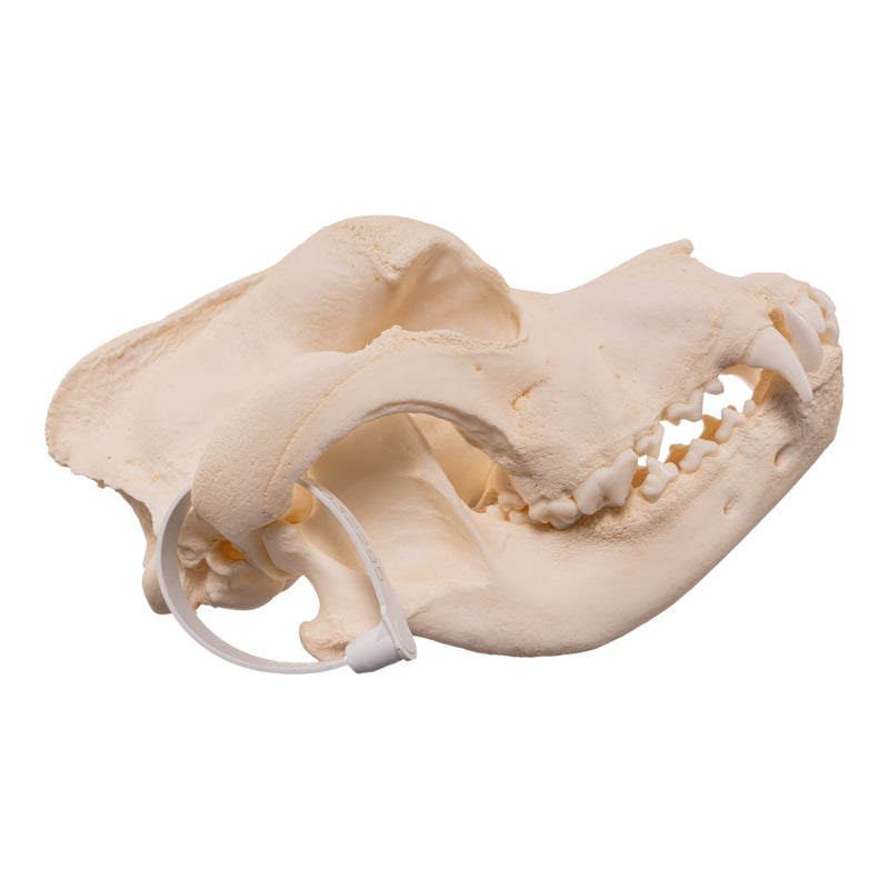 Real Domestic Dog - Saint Bernard Skull