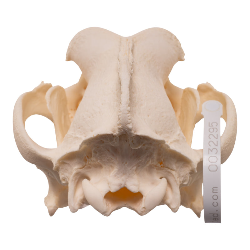 Real Domestic Dog - Saint Bernard Skull