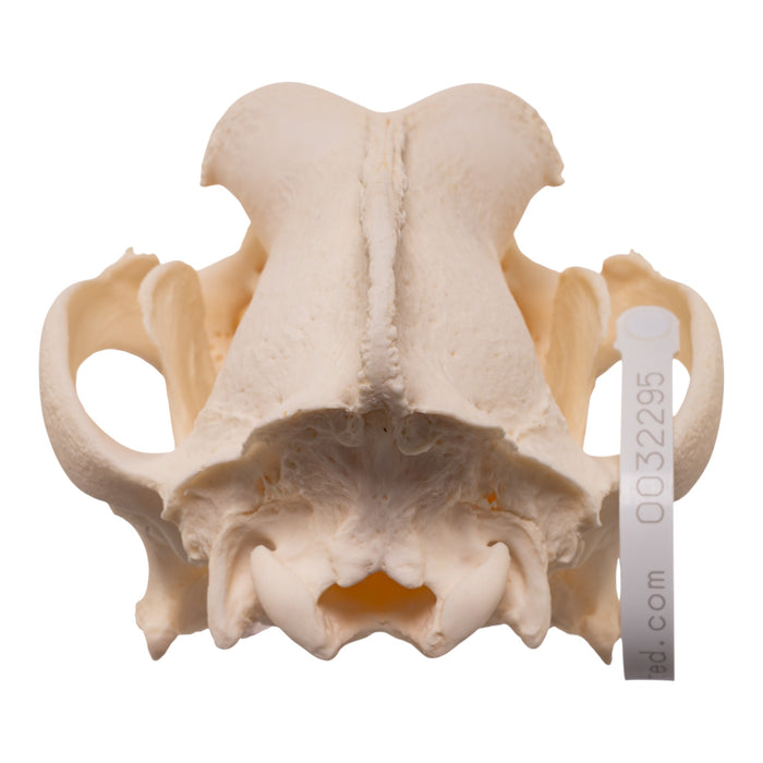 Real Domestic Dog - Saint Bernard Skull