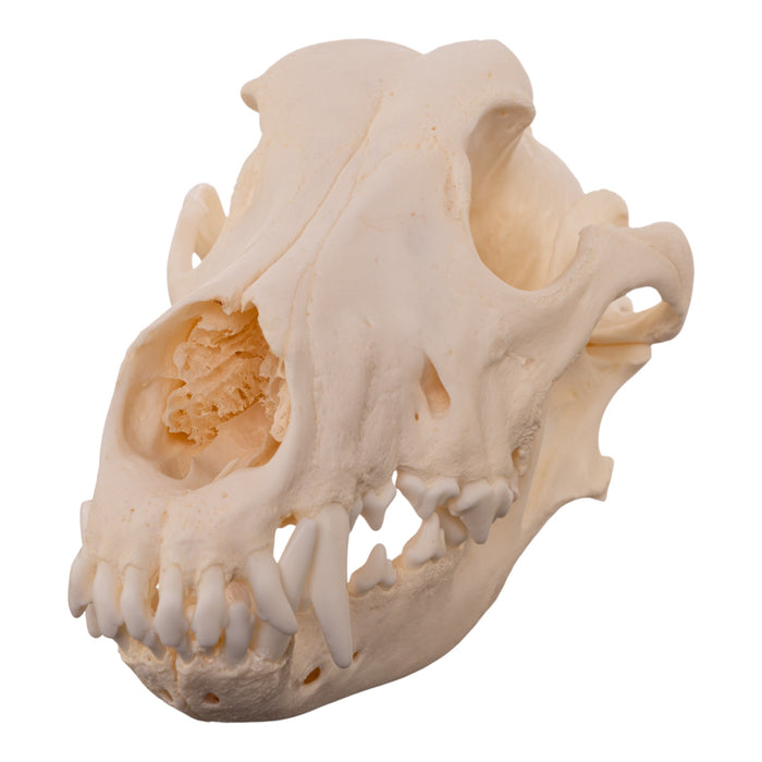 Real Domestic Dog - Dobermann Pinscher Skull