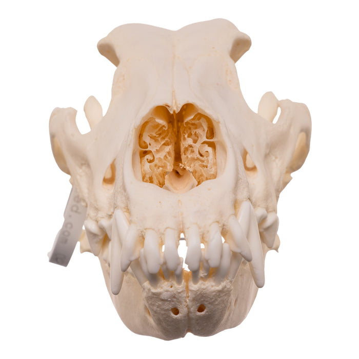 Real Domestic Dog - Dobermann Pinscher Skull