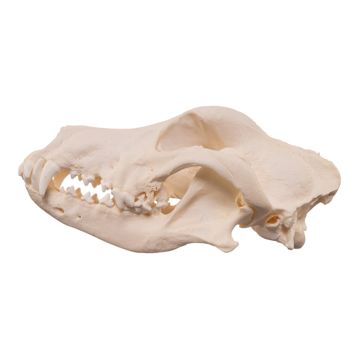 Real Domestic Dog - Dobermann Pinscher Skull