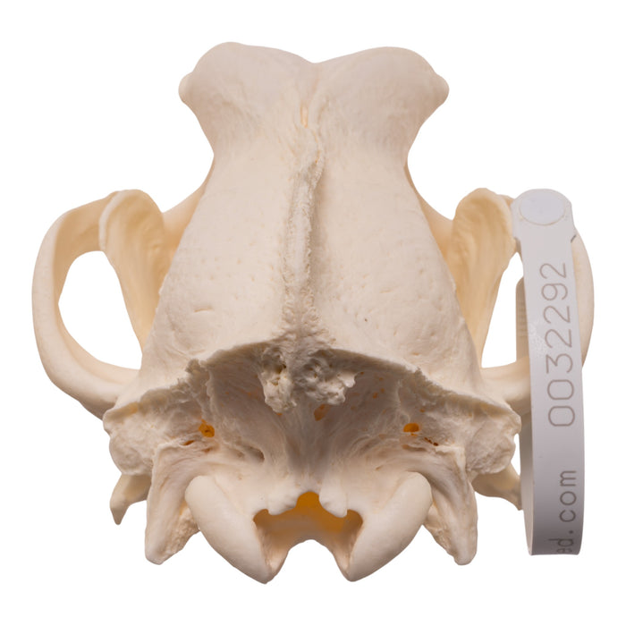 Real Domestic Dog - Dobermann Pinscher Skull