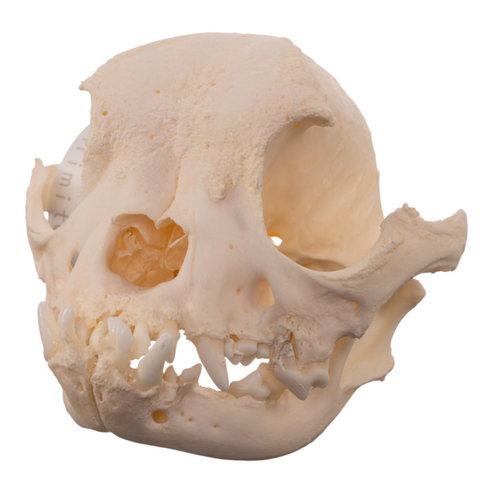 Real Domestic Dog - French Bulldog Skull- Brachycephalic