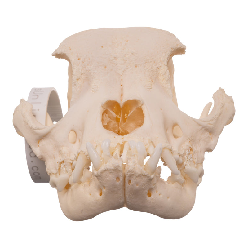 Real Domestic Dog - French Bulldog Skull- Brachycephalic