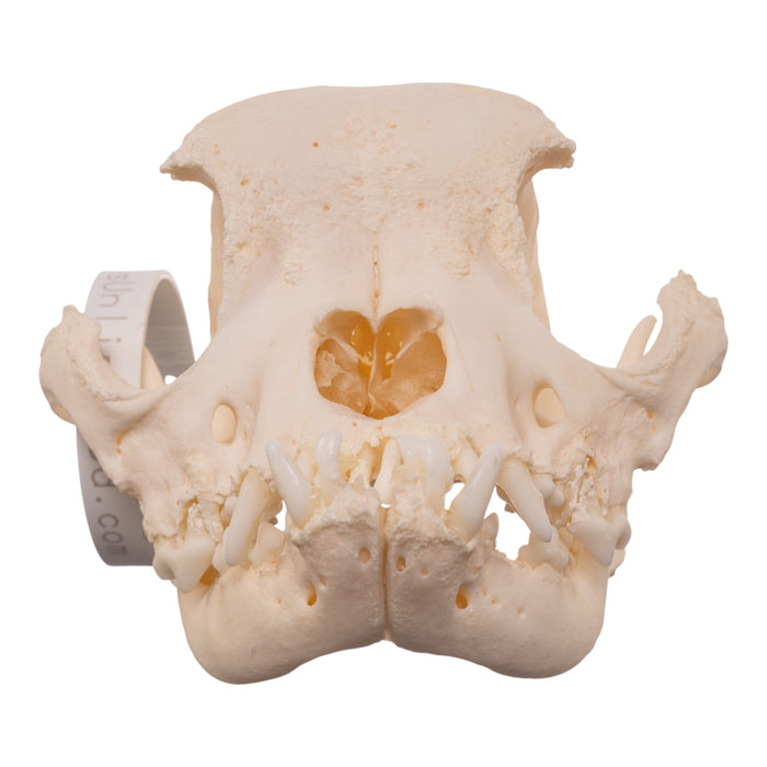 Real Domestic Dog - French Bulldog Skull- Brachycephalic