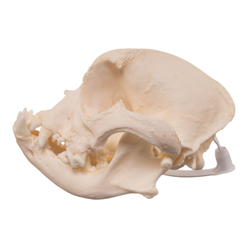 Real Domestic Dog - French Bulldog Skull- Brachycephalic