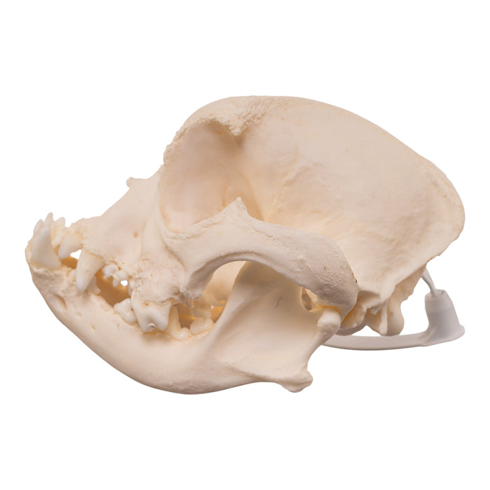 Real Domestic Dog - French Bulldog Skull- Brachycephalic