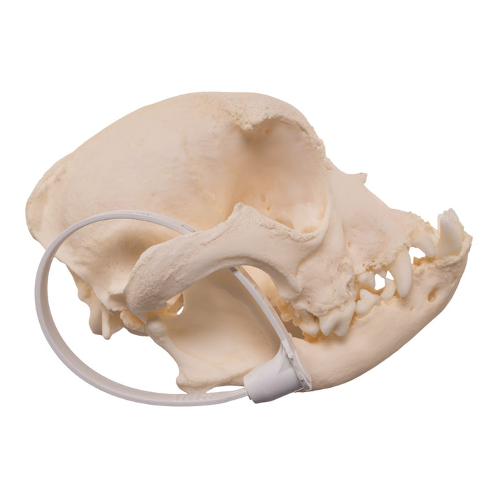 Real Domestic Dog - French Bulldog Skull- Brachycephalic