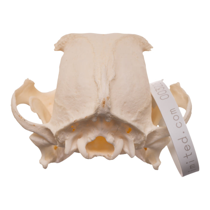 Real Domestic Dog - French Bulldog Skull- Brachycephalic