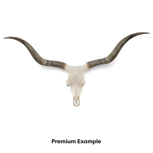 Real Longhorn Skull - Premium Quality