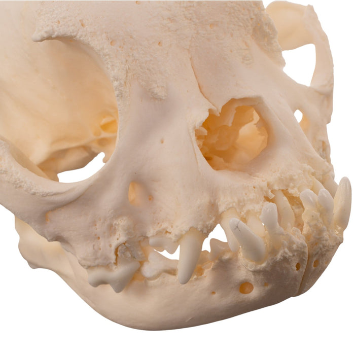 Real Domestic Dog - French Bulldog Skull- Brachycephalic