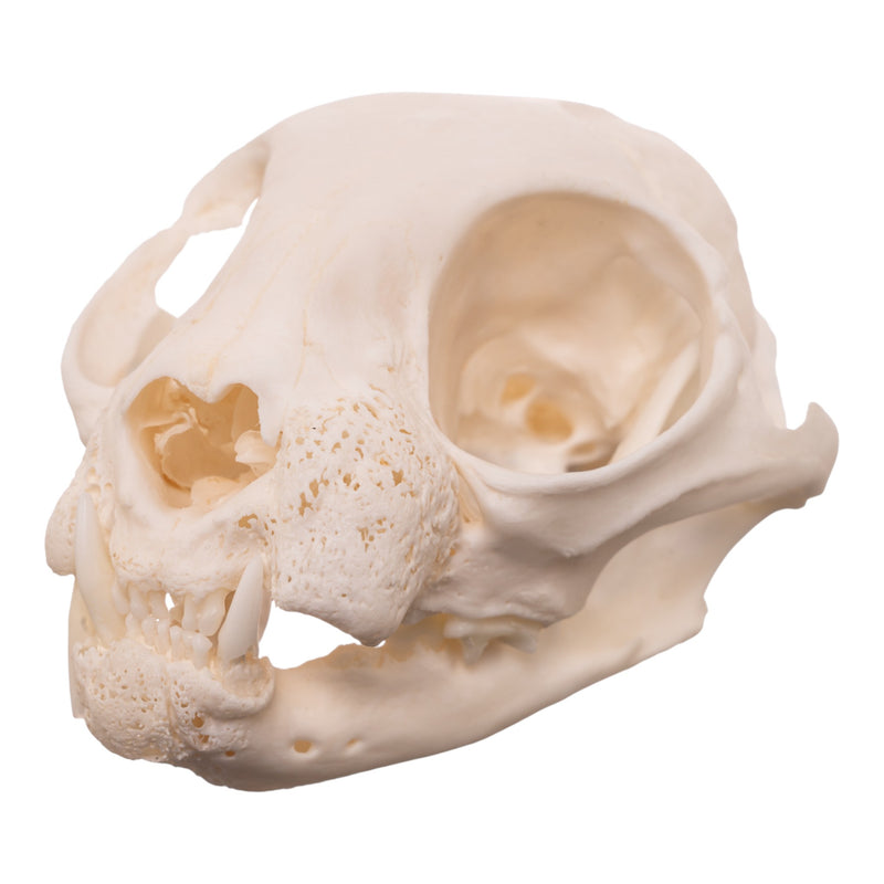 Real Domestic Cat Skull - Pathology