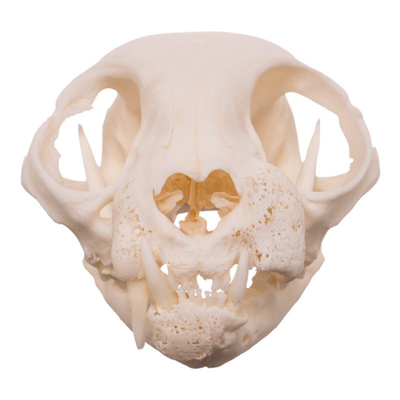 Real Domestic Cat Skull - Pathology