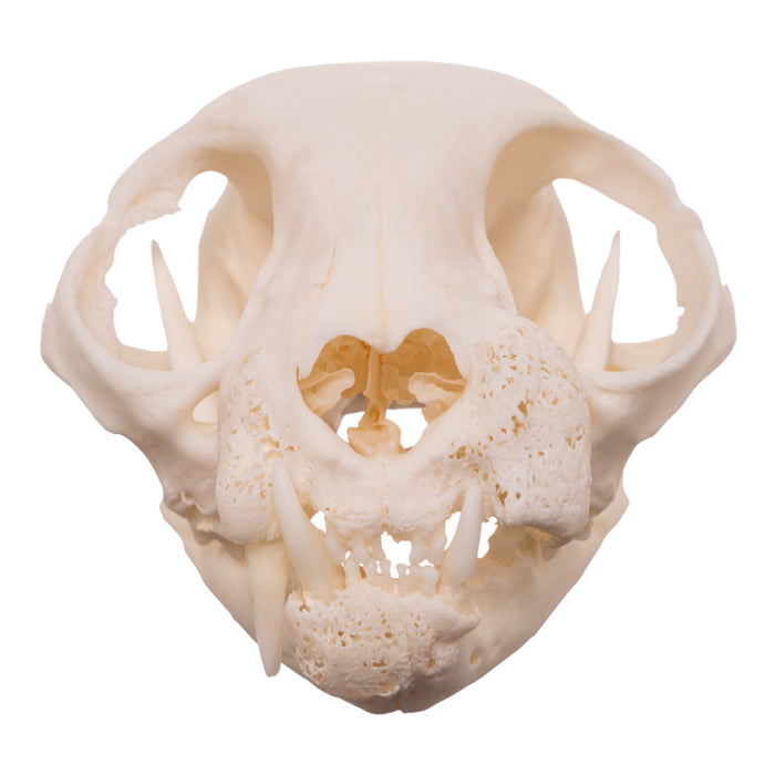 Real Domestic Cat Skull - Pathology