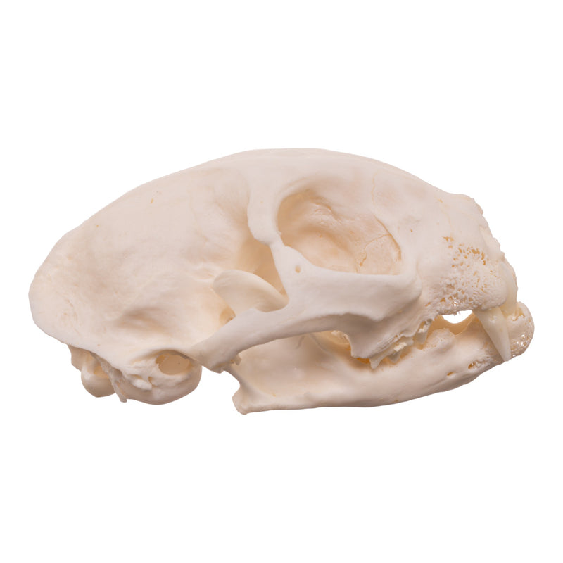 Real Domestic Cat Skull - Pathology