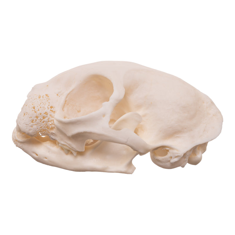 Real Domestic Cat Skull - Pathology