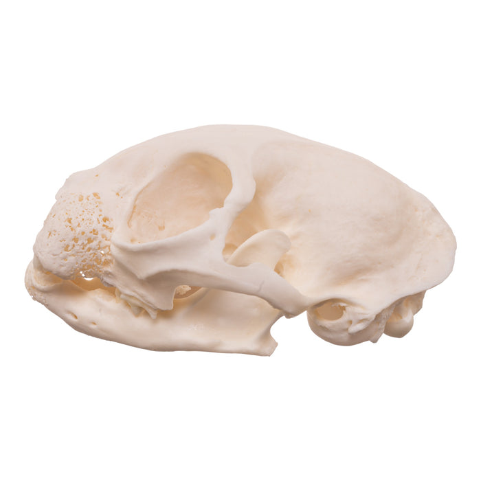Real Domestic Cat Skull - Pathology