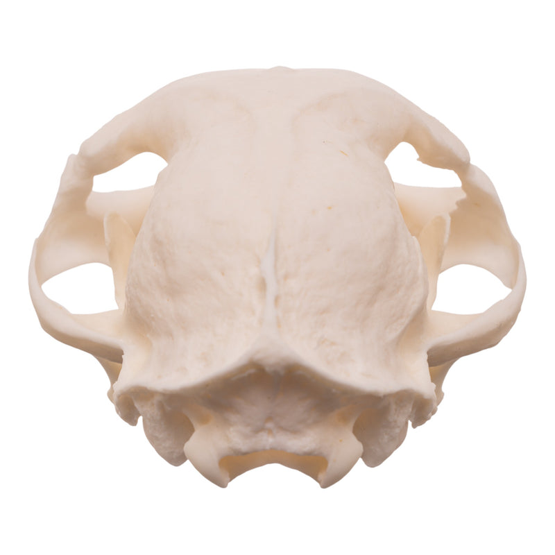 Real Domestic Cat Skull - Pathology