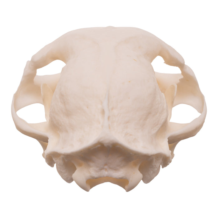 Real Domestic Cat Skull - Pathology