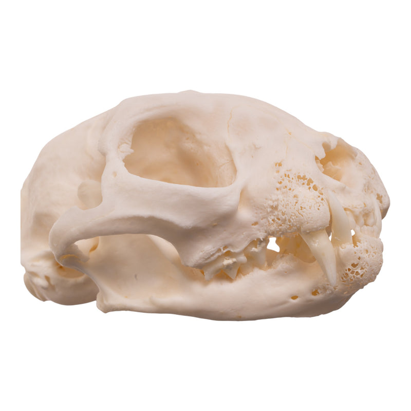 Real Domestic Cat Skull - Pathology