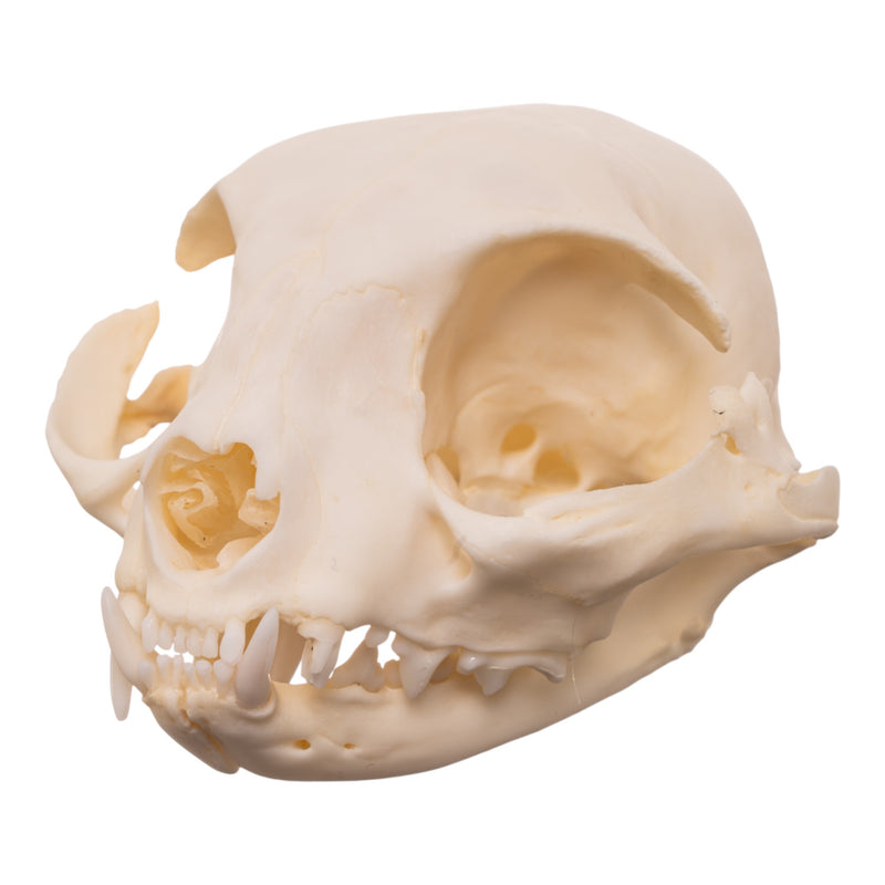 Real Domestic Cat Skull - Pathology