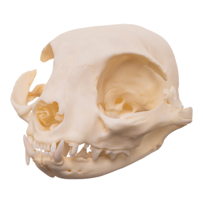 Real Domestic Cat Skull - Pathology