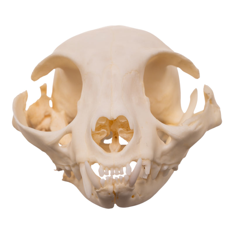 Real Domestic Cat Skull - Pathology