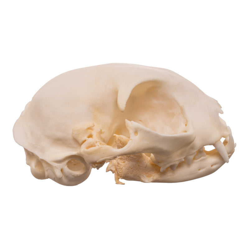 Real Domestic Cat Skull - Pathology