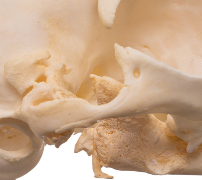 Real Domestic Cat Skull - Pathology