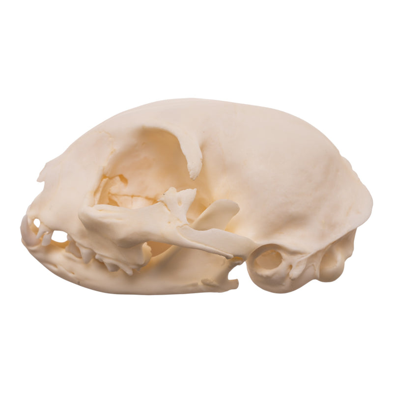 Real Domestic Cat Skull - Pathology