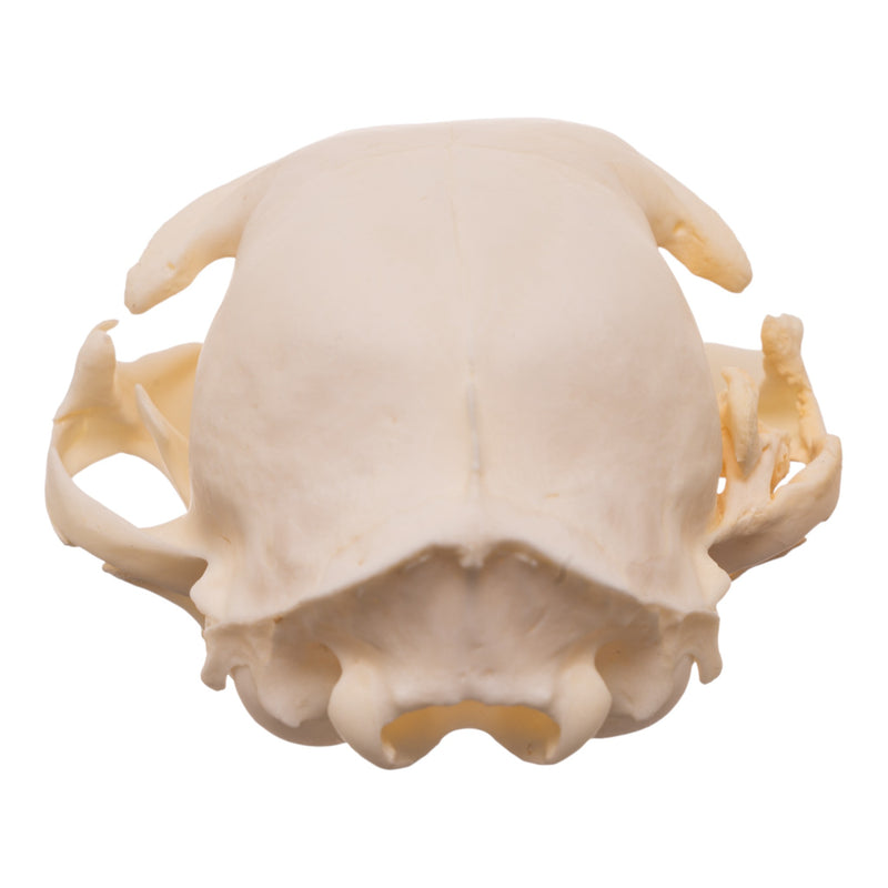 Real Domestic Cat Skull - Pathology