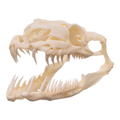 Real Reticulated Python Skull