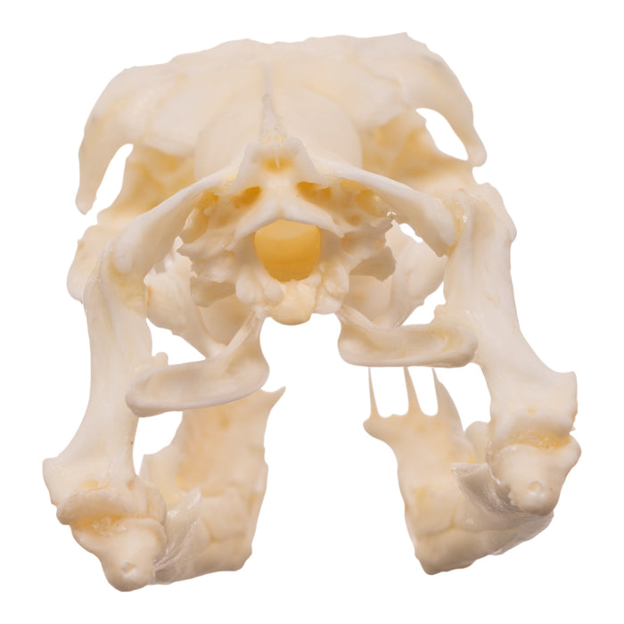 Real Reticulated Python Skull