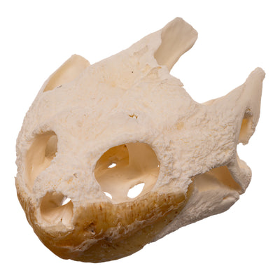 Real Snapping Turtle Skull