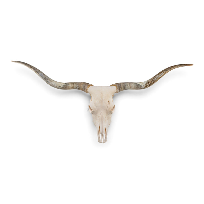Real Longhorn Skull