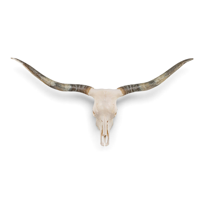 Real Longhorn Skull