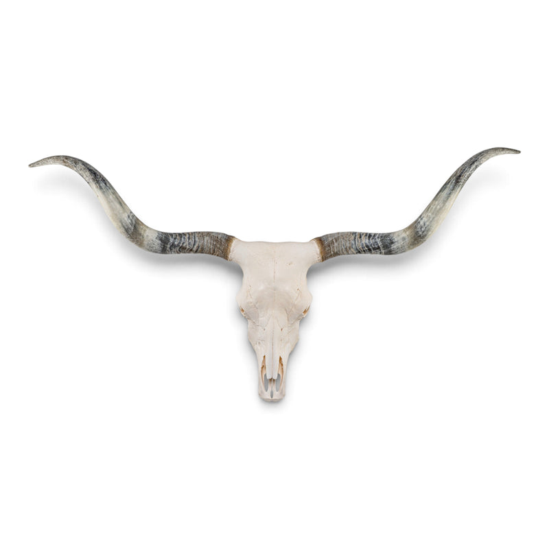 Real Longhorn Skull
