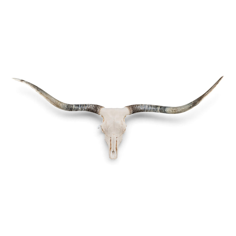 Real Longhorn Skull