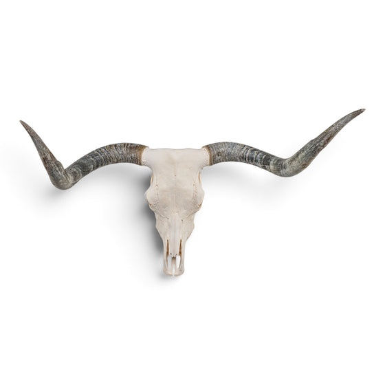 Real Longhorn Skull