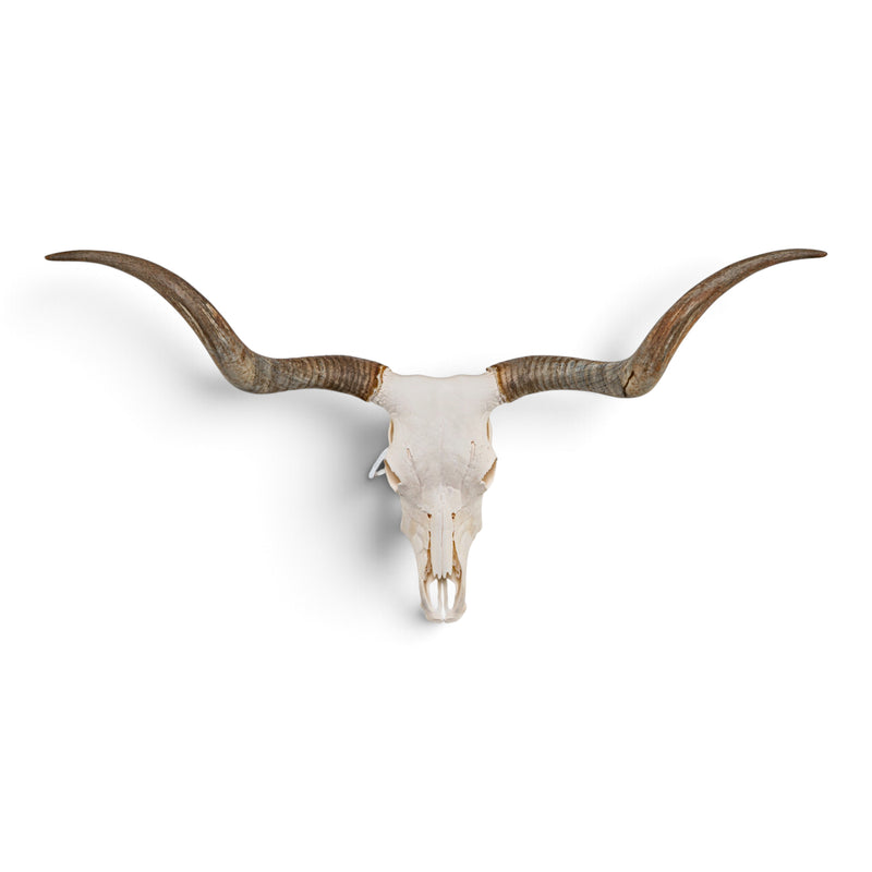 Real Longhorn Skull