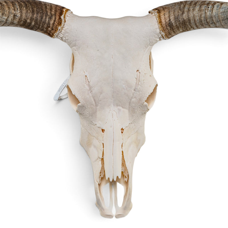 Real Longhorn Skull