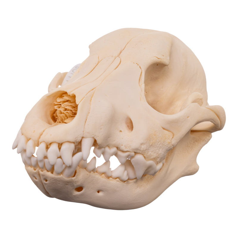 Real Domestic Dog - Blue Heeler Skull